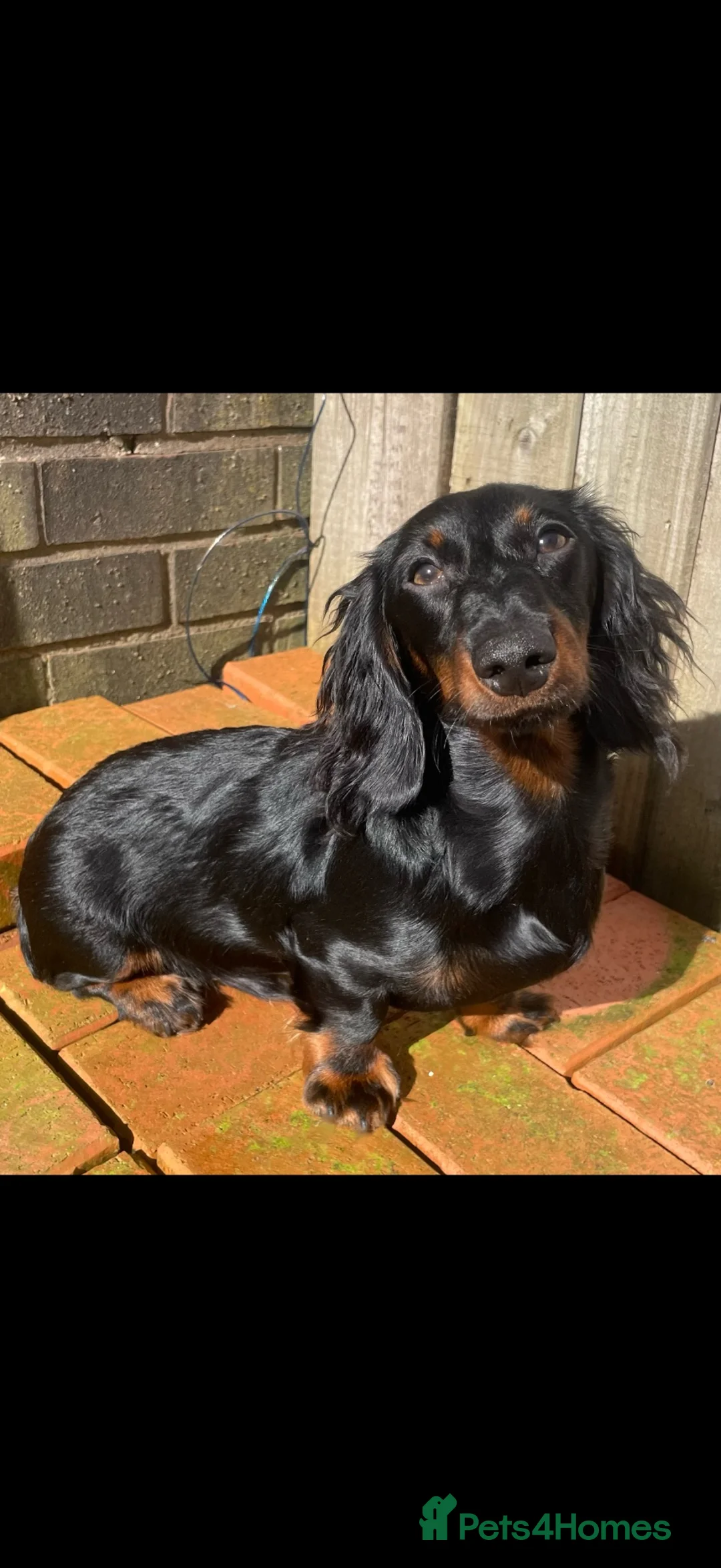 Dachshund dogs for sale: Beautiful mini dachshund  - Advert 3