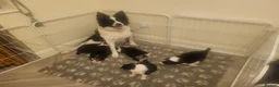 Border Collie dogs for sale: Home raised family border collie puppies in Knutsford - Advert 2