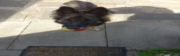 German Shepherd dogs for sale: 4 year old German shepherd female  in Nottingham - Advert 3