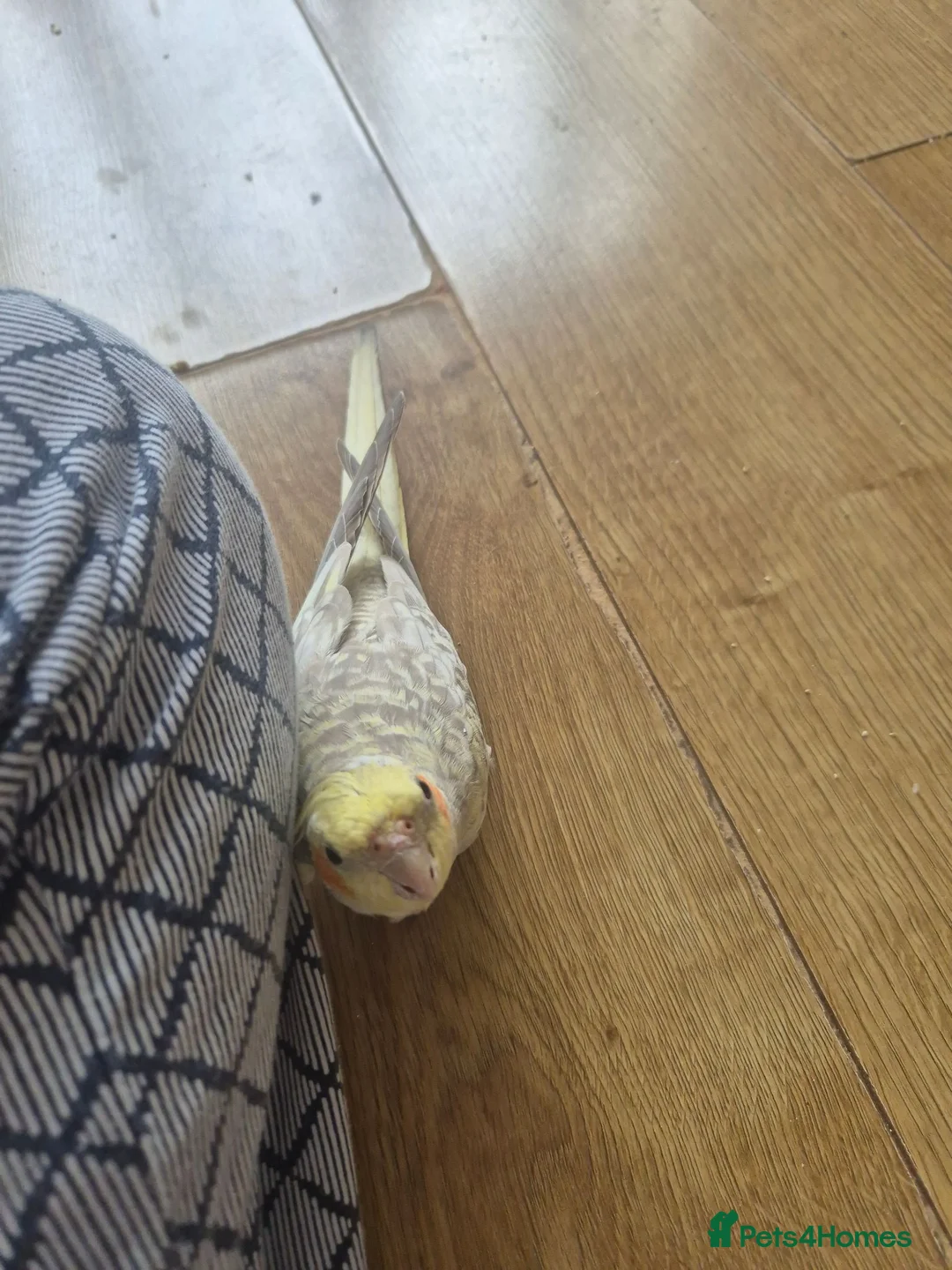 Cockatiels birds for sale: Semi Tame Cockatail Male for sale 4 mothes old in Derby - Advert 5