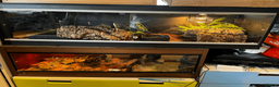 Python Snake reptiles for sale: female royal python and setup in Christchurch - Advert 6