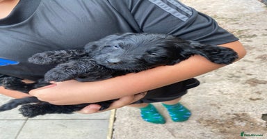 Cockapoo dogs - Advert 2