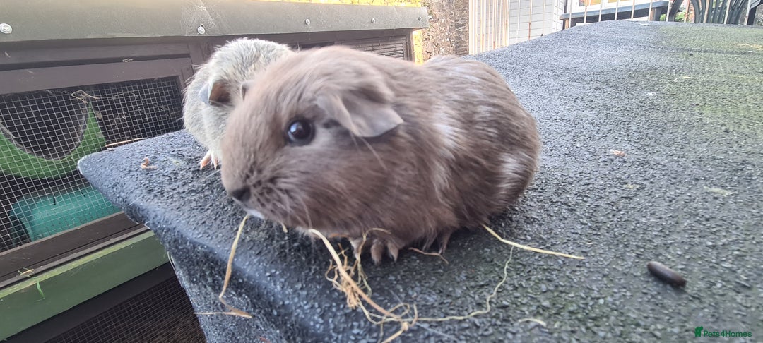 Guinea Pig rodents for sale: Pair of female smooth haired guinea pigs  - Image 3