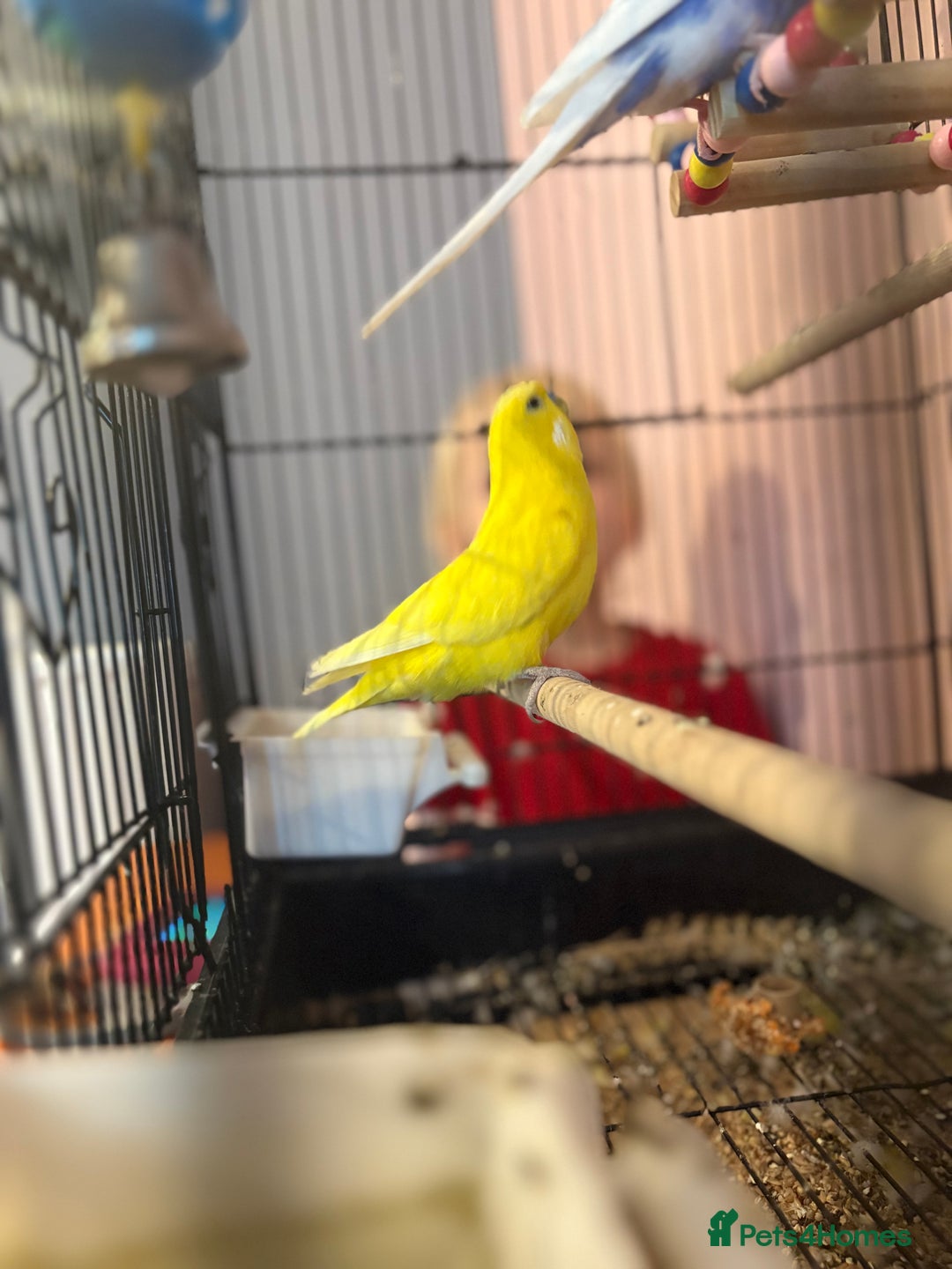 Budgerigars birds for sale: Budgies - Image 2