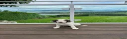Mixed Breed dogs for sale: Beautiful springer pups in Newry - Advert 10
