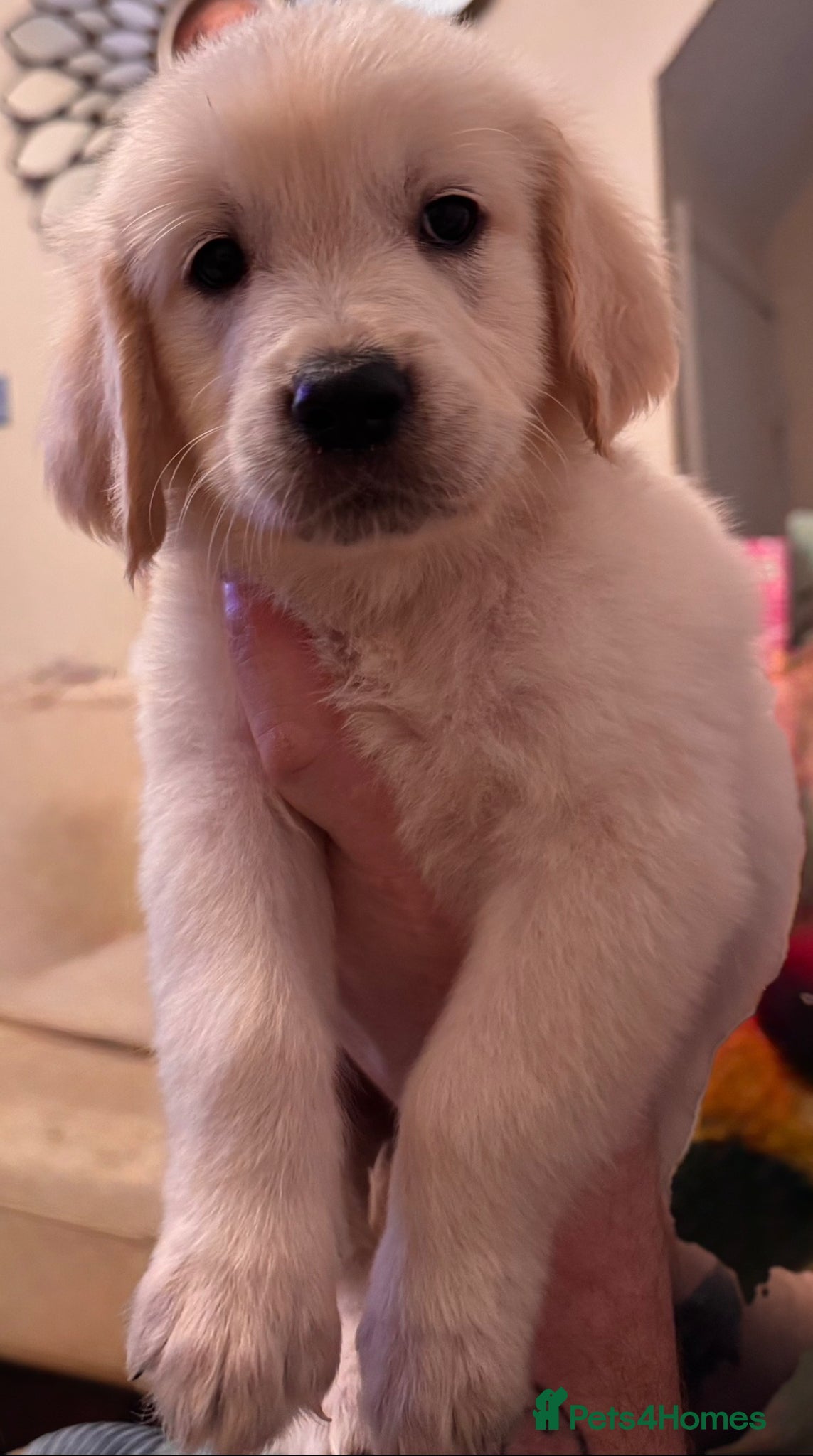 Golden Retriever dogs Golden retriever puppy last boy available - Advert 3