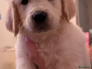 Golden Retriever dogs Golden retriever puppy last boy available - Advert 3