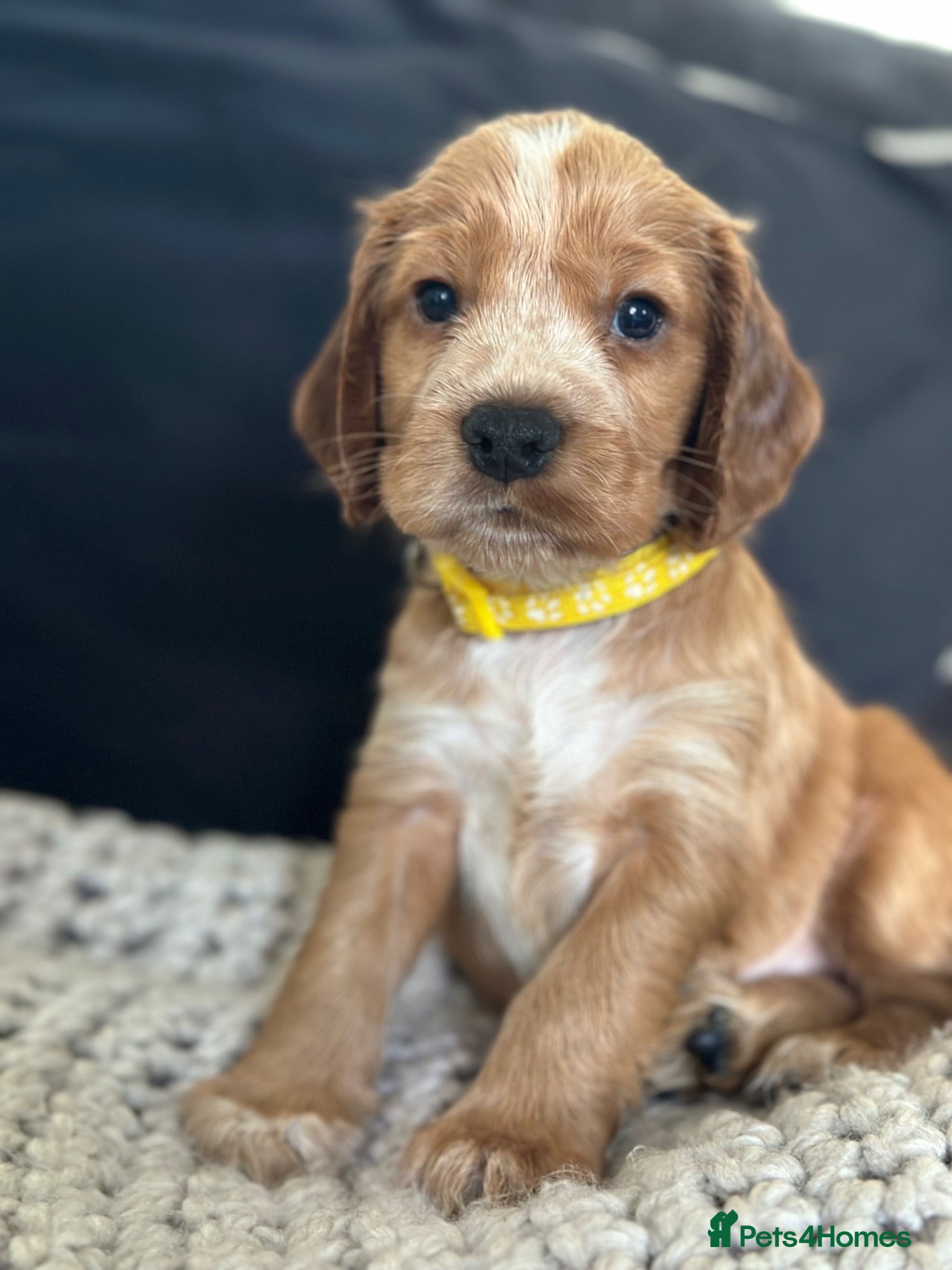Cocker Spaniel dogs Beautiful working cocker spaniel puppies  - Advert 3