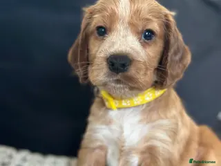 Cocker Spaniel dogs Beautiful working cocker spaniel puppies - Advert 3