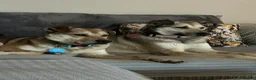 Mixed Breed dogs for adoption: MARTHA - FOR ADOPTION  in Basingstoke - Advert 4