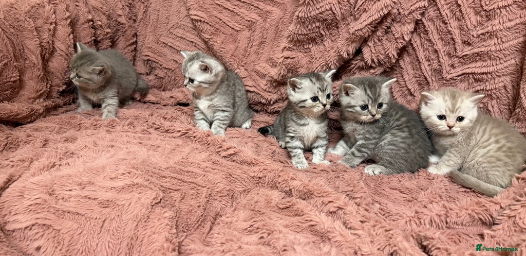 Persian cats for sale: 6 Beautiful Persians.  - Image 12