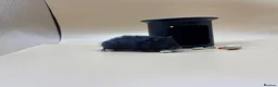 Hamster rodents for sale: Pedigree Syrian hamster pups  - Advert 9