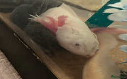 Axolotl reptiles for sale: 3 axolotls - Image 3