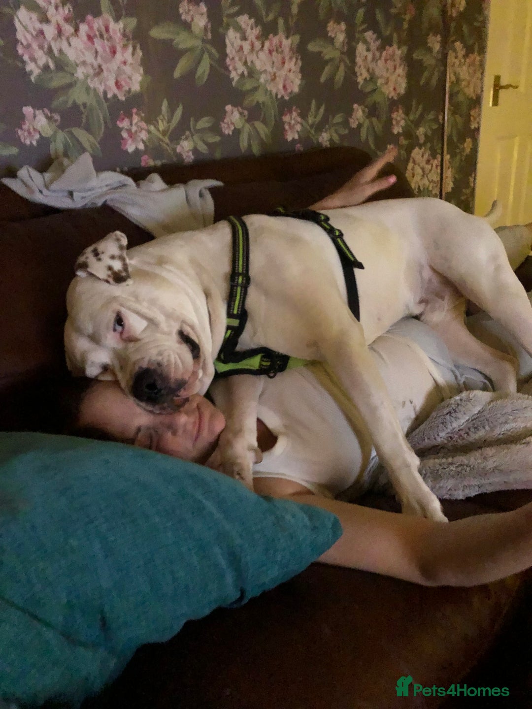 American Bulldog dogs for stud: Classic American bull 🇺🇸  - Image 30