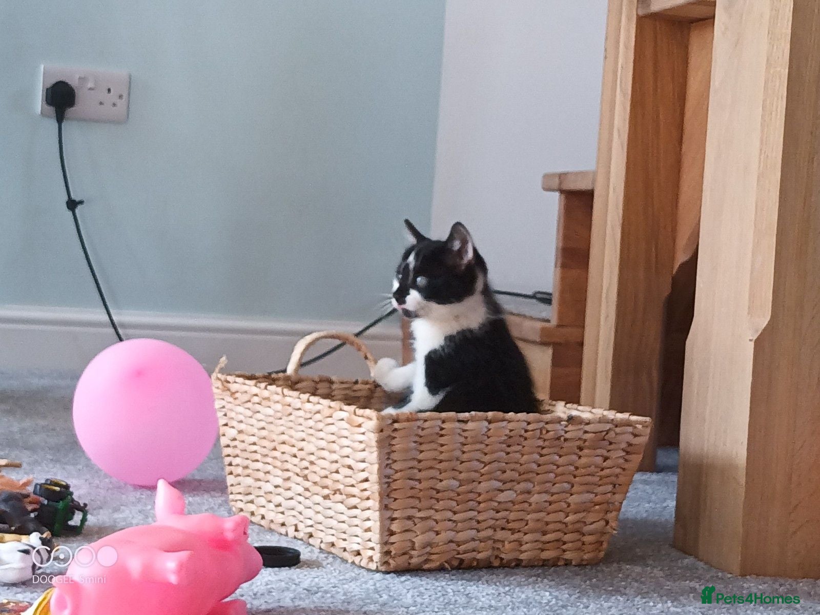 Mixed Breed cats Kittens for sale - Advert 4