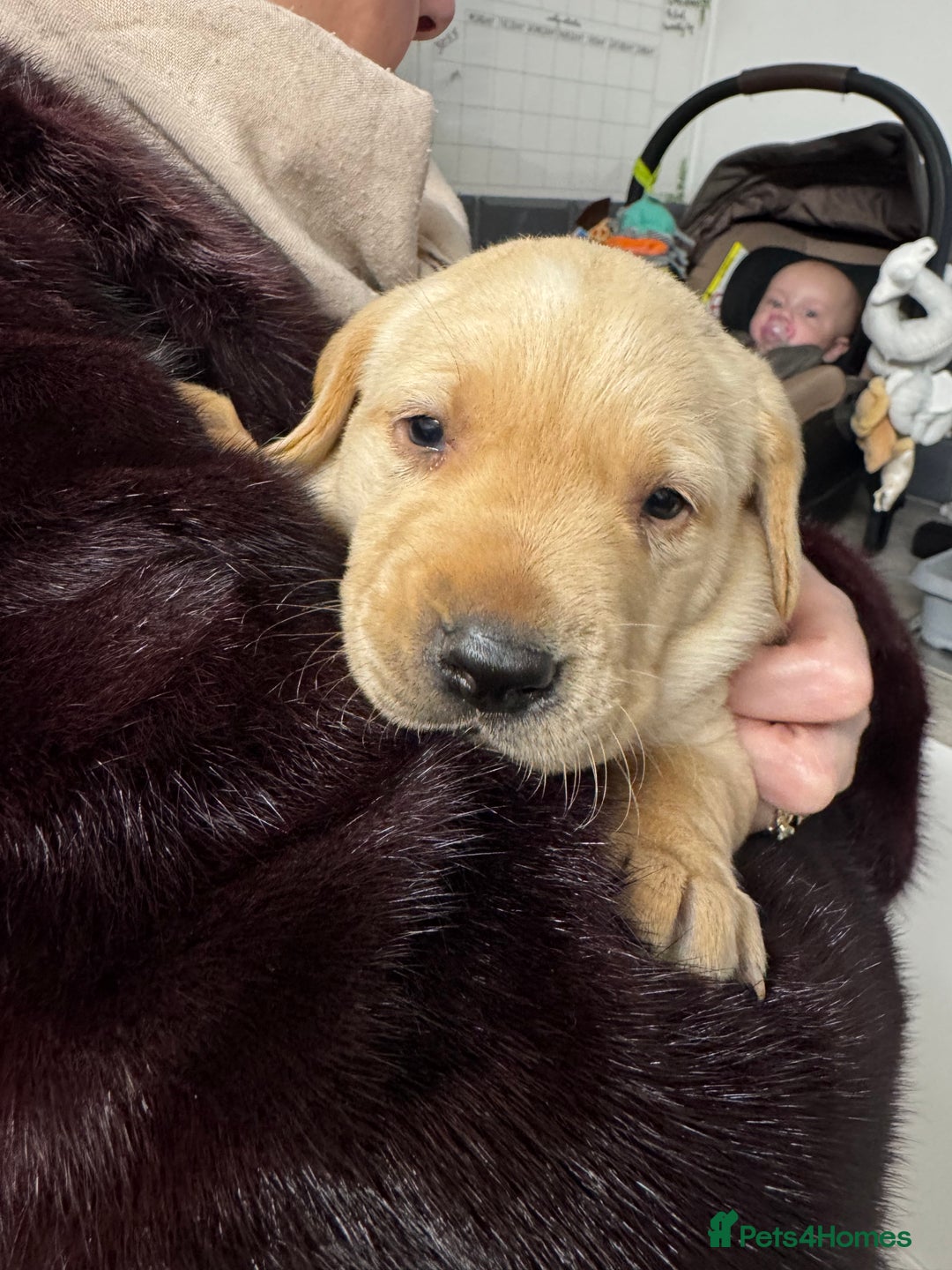 Labrador Retriever dogs for sale: Beautiful Labrador Puppies  - Advert 3