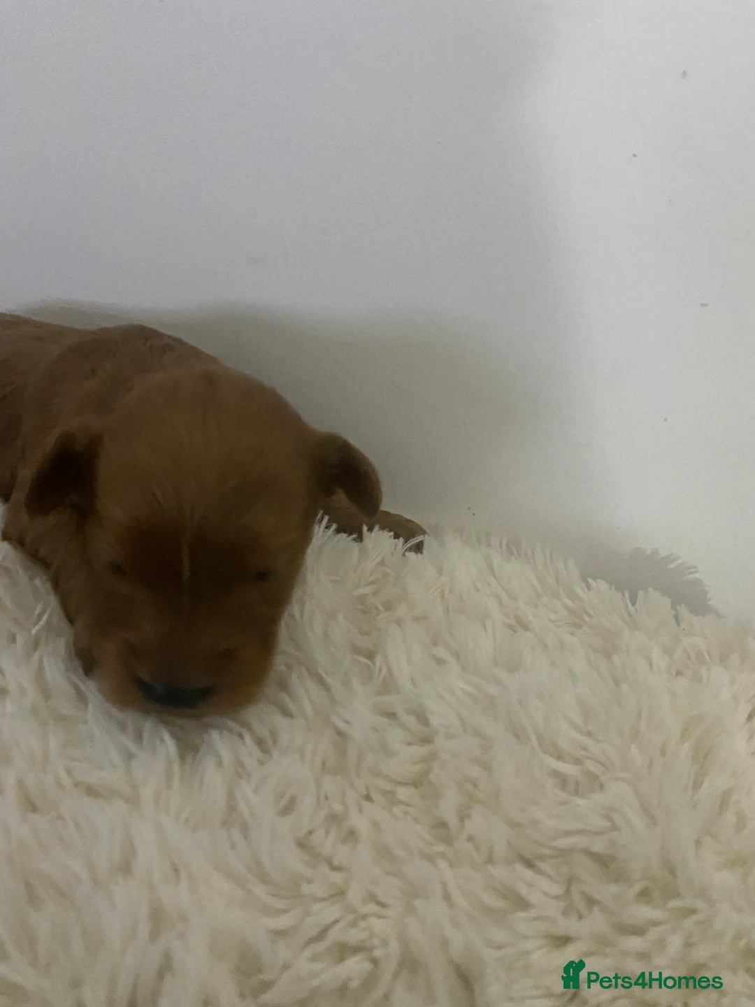 Cockapoo dogs for sale: Toy Poodle Cross Puppies, Mum & Dad Seen, London - Advert 14