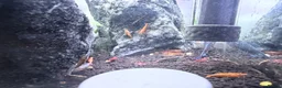 Cichlids fish for sale: GUPPIES / cichlids / SHRIMP/ platty  - Advert 20