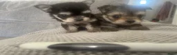 Mixed Breed dogs for sale: Malshi baby’s ❤️❤️ in Salisbury - Advert 3