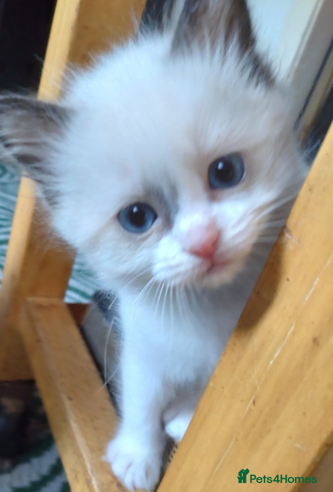 Ragdoll cats for sale: Ragdoll kittens  - Image 2