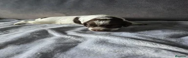 Cockapoo 3