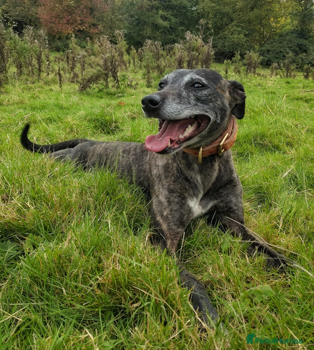 Mixed Breed dogs for sale: Lurcher puppies  - Image 17