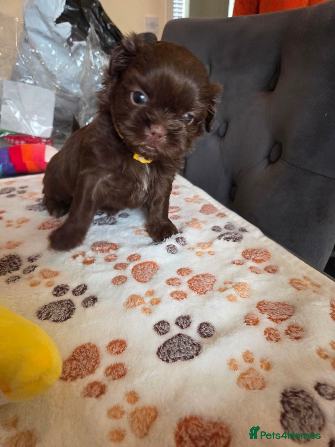 Shih Tzu dogs for sale: Shih Tzu Puppies For Sale  - Advert 30