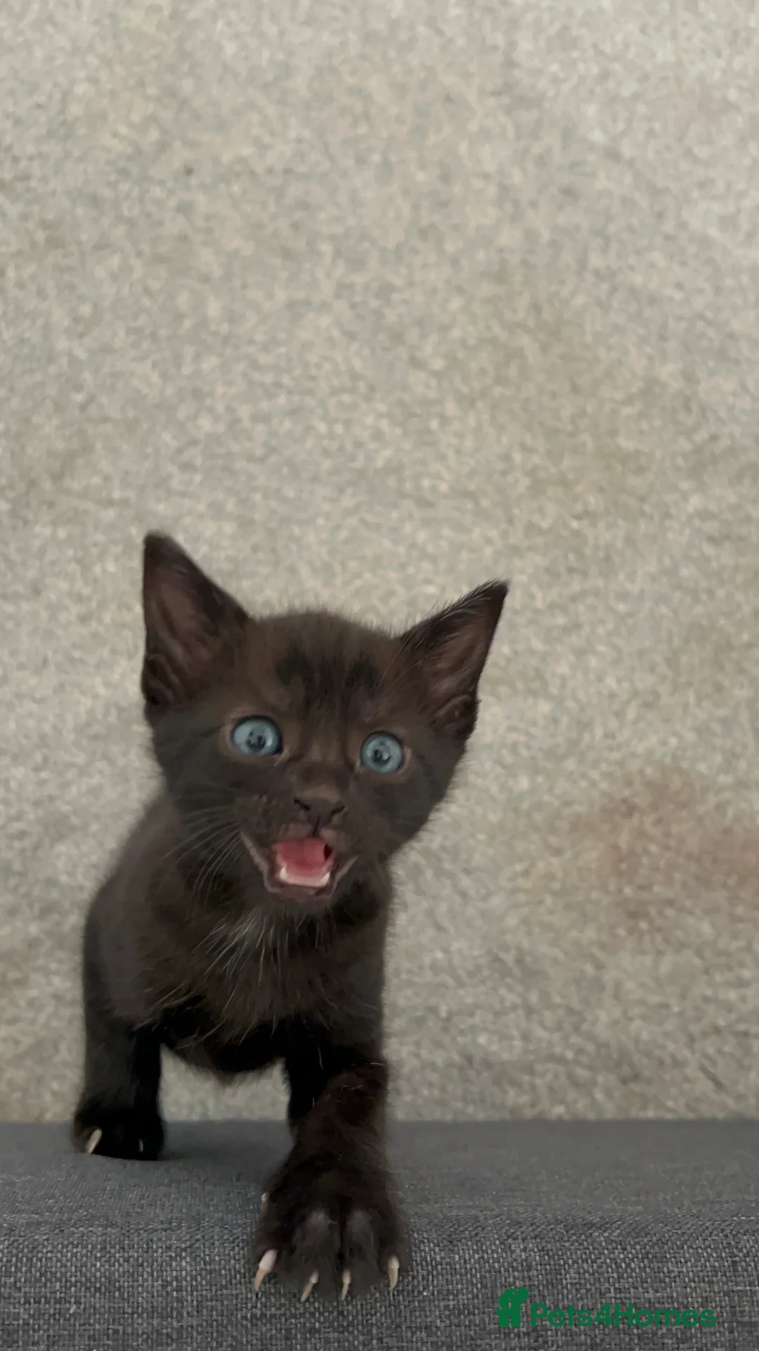 Mixed Breed cats for sale: Cute, gentle and playful kitties  - Advert 2