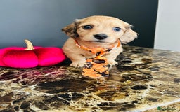 Miniature Dachshund dogs for sale: Cream Litter 5 Star Breeder ⭐️⭐️⭐️⭐️⭐️  - Image 23