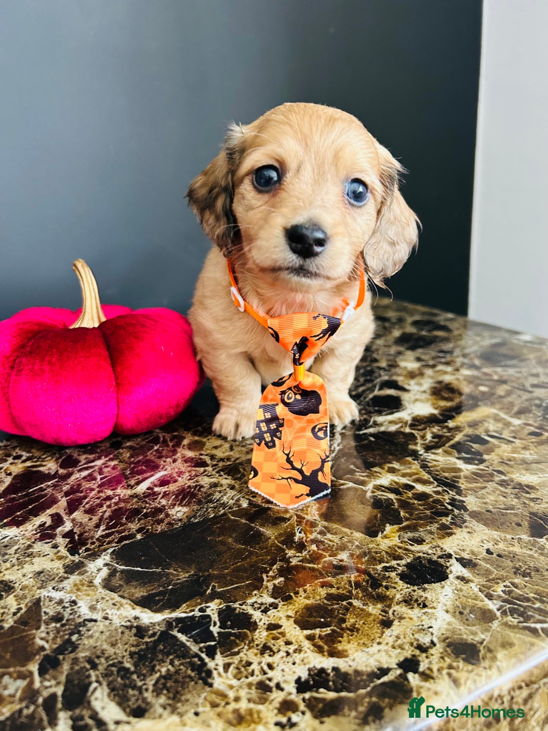 Miniature Dachshund dogs for sale: Cream Litter 5 Star Breeder ⭐️⭐️⭐️⭐️⭐️  - Image 23