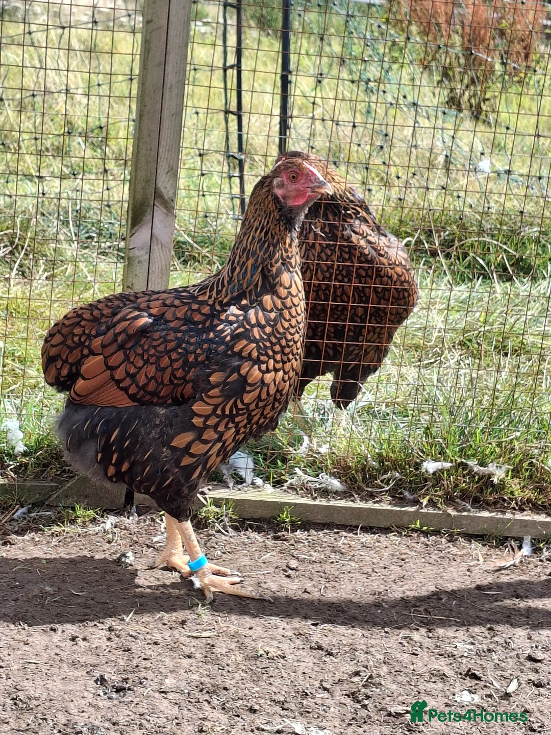 Chickens poultry for sale: LACED WYANDOTTES  - Advert 4