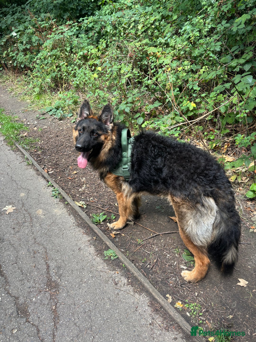 German Shepherd dogs for sale: Rehoming 1 Year Old Male German Shepherd - Advert 17