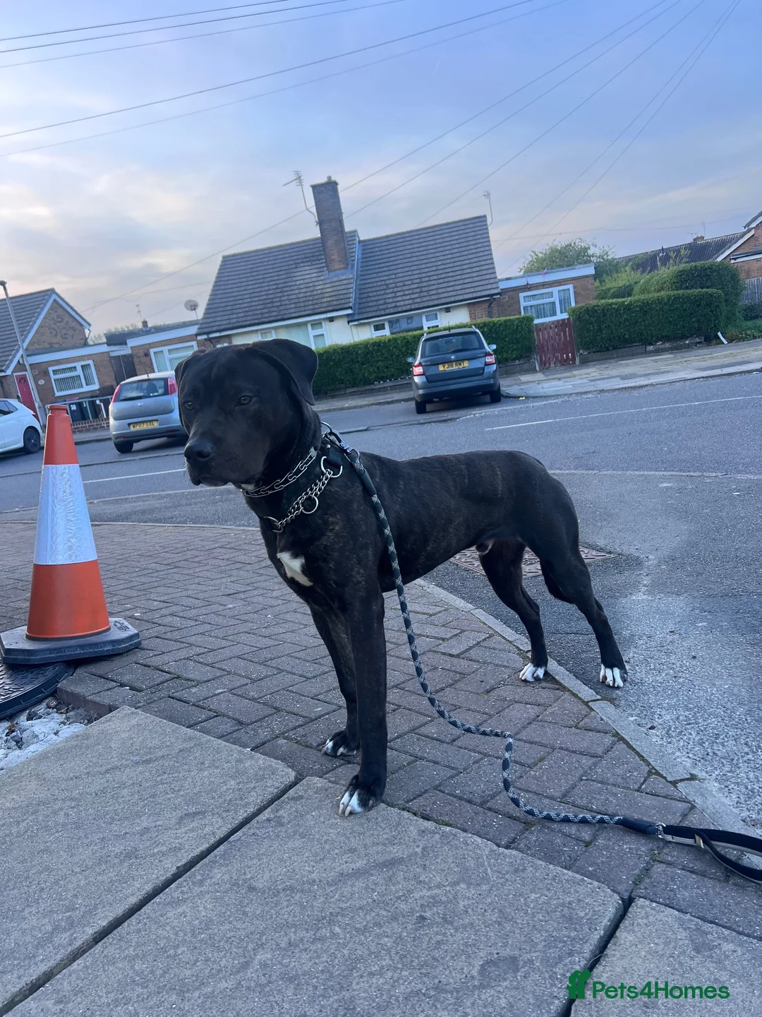 Mixed Breed dogs for sale: Cane Corso x Staffy in Mexborough - Advert 2