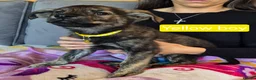 Golden Shepherd dogs for sale: Golden retriever x german shepherd - Advert 4