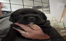 Mixed Breed dogs for sale: Chunky boys - Advert 2