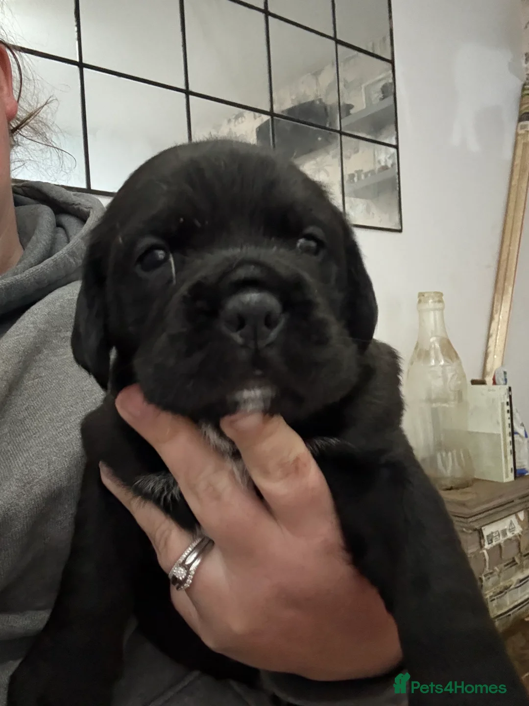 Mixed Breed dogs for sale: Chunky boys - Advert 2