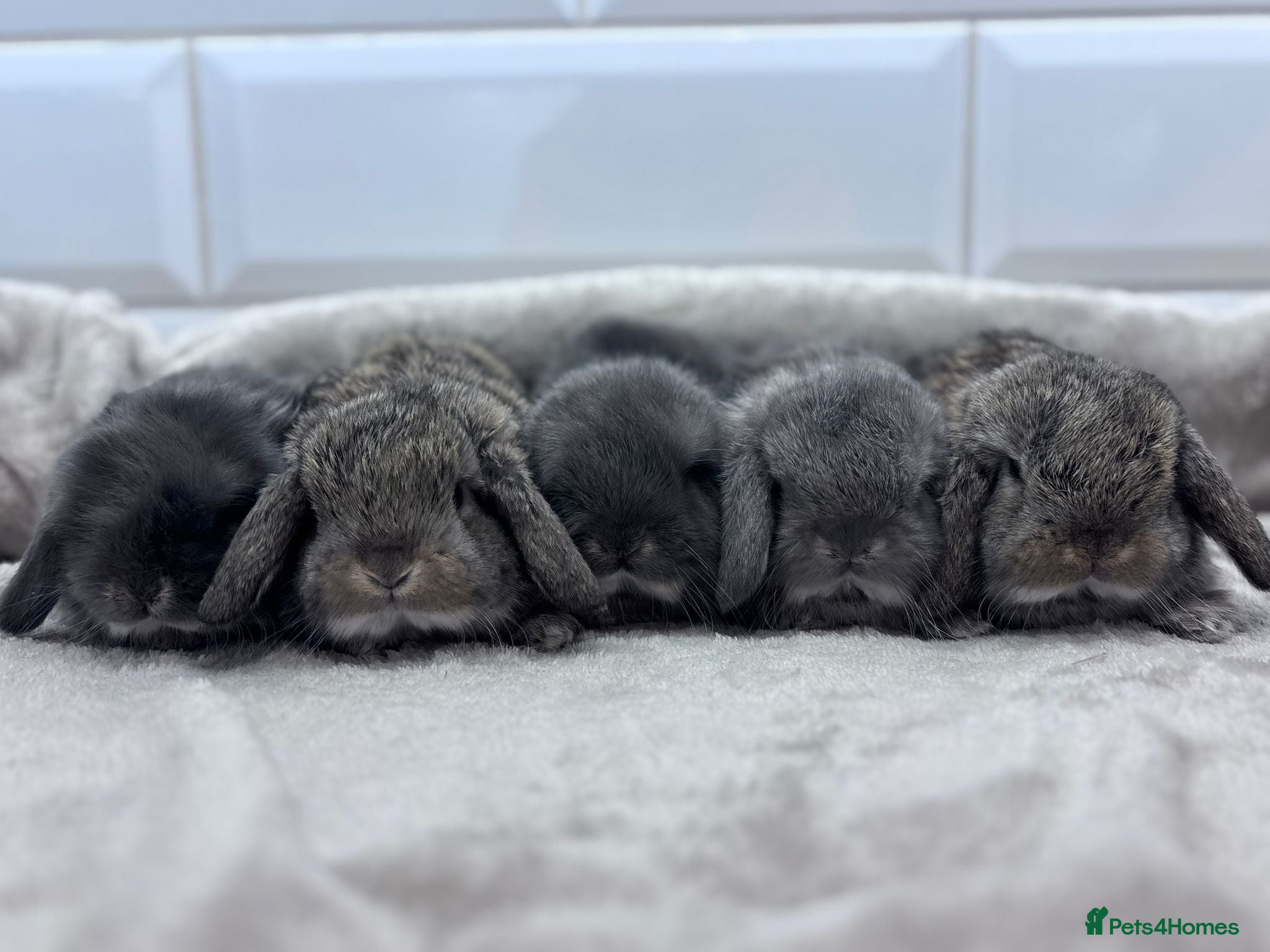 Mini Lop rabbits Baby lops  - Advert 2