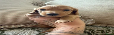Miniature Dachshund 1