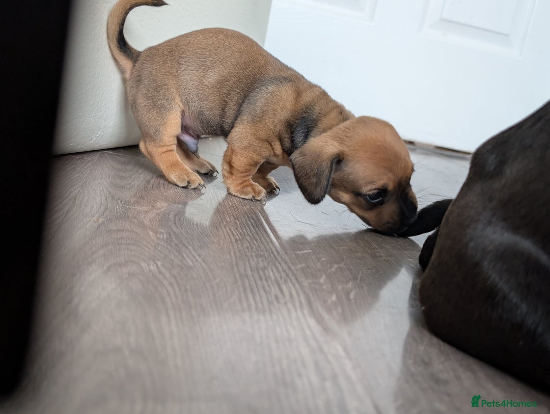 Dachshund dogs for sale: Dachshund x puppies male 2x long haired  - Image 28