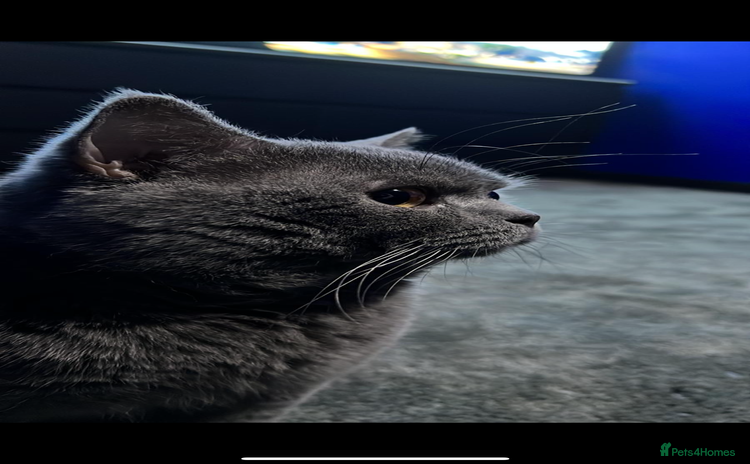 British Shorthair cats - Advert 8