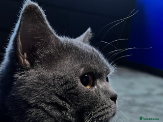 British Shorthair cats - Advert 1