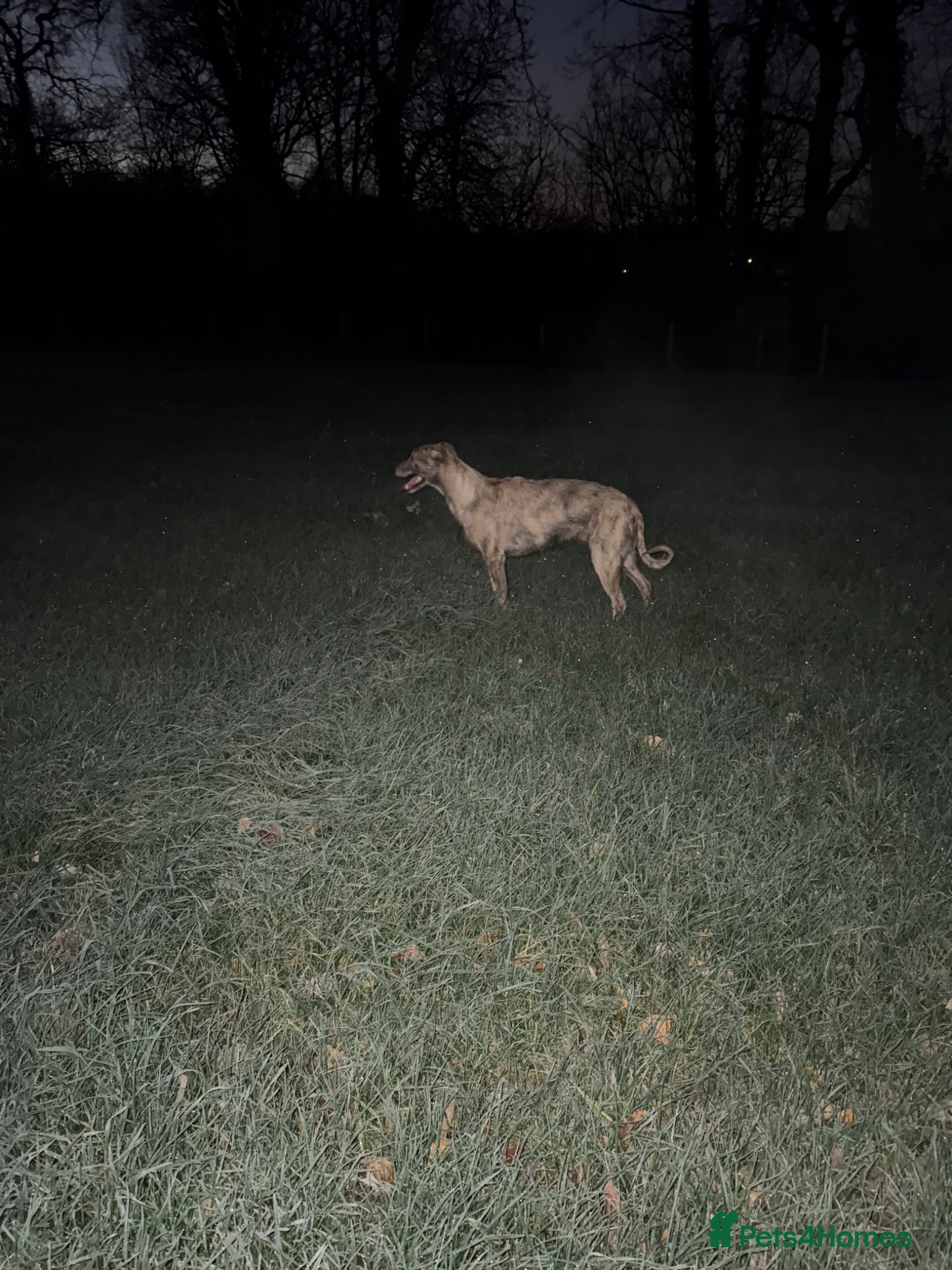 Mixed Breed dogs Deerhound x collie x bull x greyhound  - Advert 2