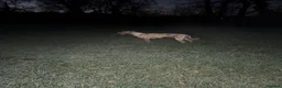 Mixed Breed dogs for sale: Deerhound x collie x bull x greyhound  - Advert 2