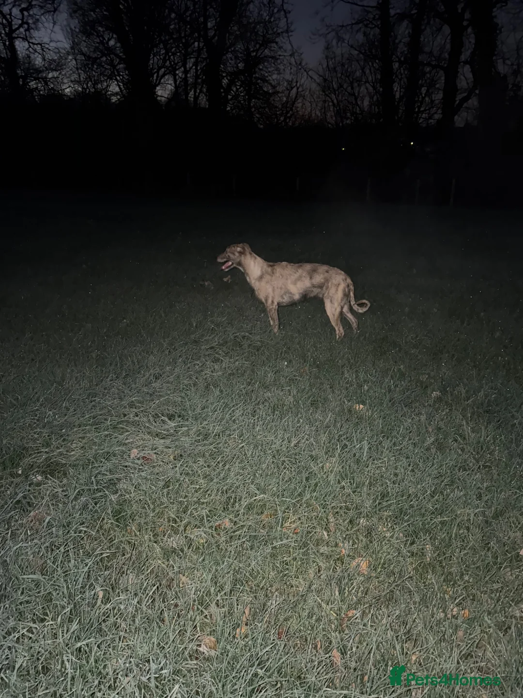 Mixed Breed dogs for sale: Deerhound x collie x bull x greyhound  - Advert 2