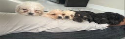 Mixed Breed dogs for sale: 6 fluffy frenchie cross puppies - Advert 2