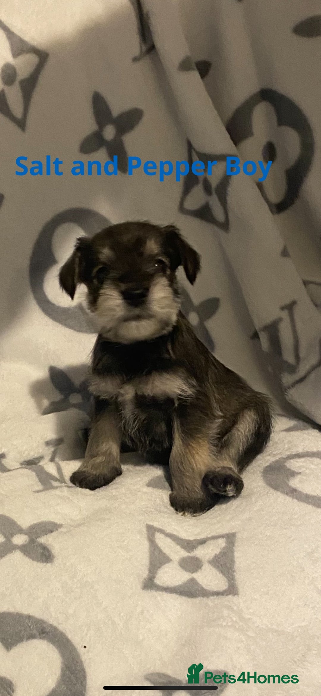 Miniature Schnauzer dogs for sale: ✨ Eight Stunning Puppies Now Available! ✨ - Advert 4