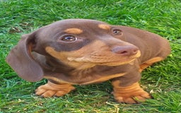 Dachshund dogs for sale: Quality miniture dachshund forSale Ready now  - Image 10