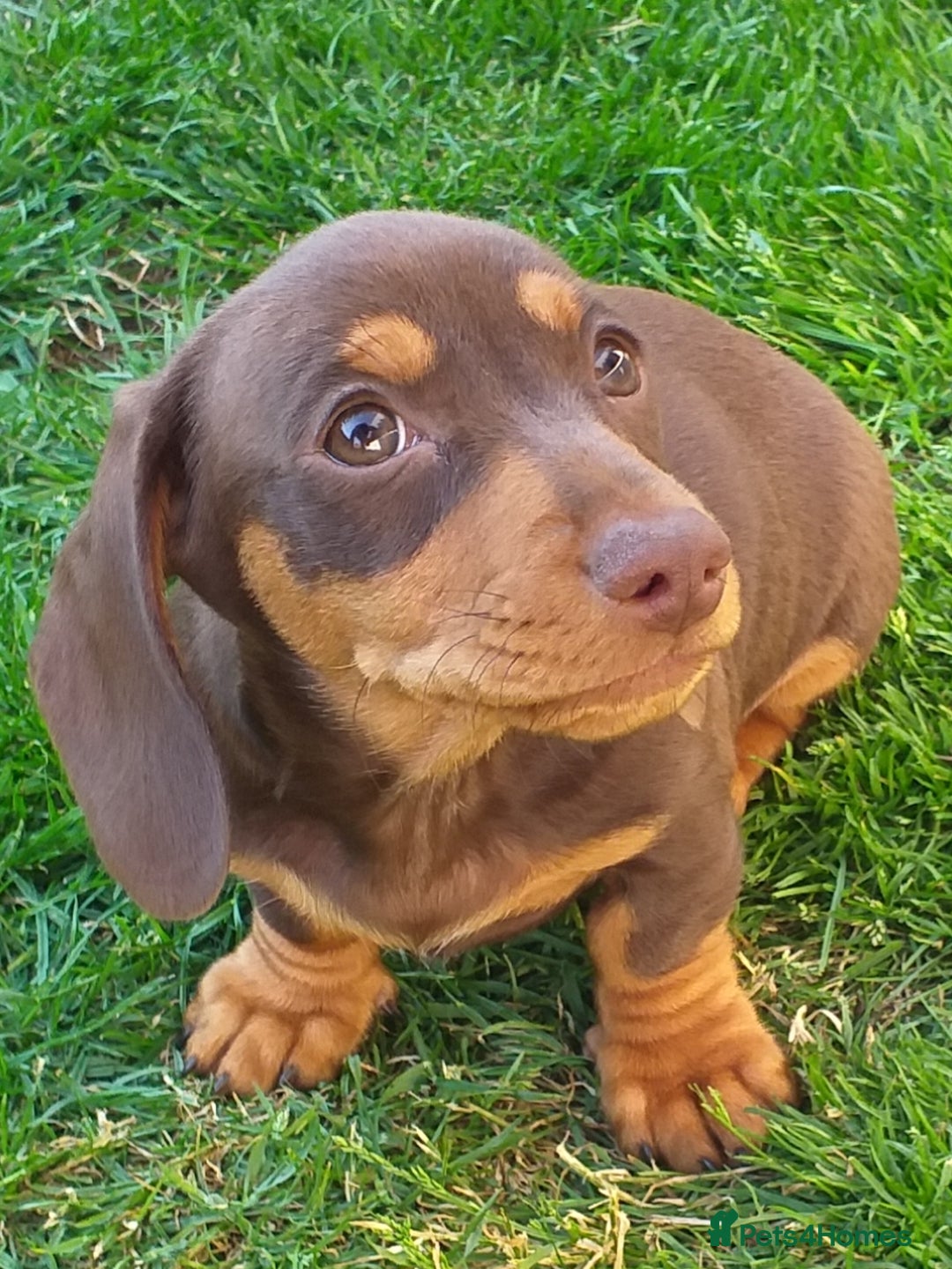 Dachshund dogs for sale: Quality miniture dachshund forSale Ready now  - Image 10