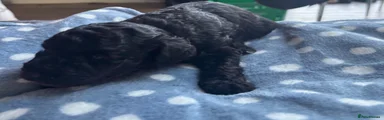 Labradoodle 2
