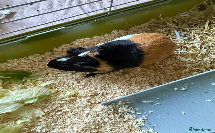 Guinea Pig rodents - Advert 5